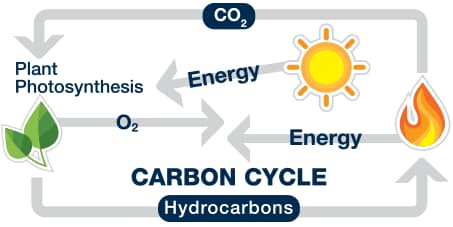 Carbon Cycle Graphic